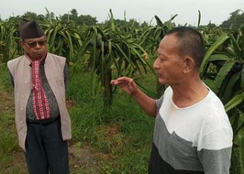 ड्रागन फल खेतीबाटै करोडपती