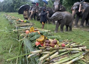 हात्तीलाई वनभोज (फोटो फिचर)