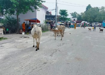 पूर्वपश्चिम राजमार्गमा छाडा पशुचौपायाका कारण दुर्घटनाको जोखिम