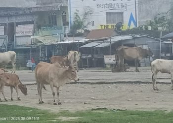 गाईगोरु सडमा छोड्दा यात्रुलाई सास्ती