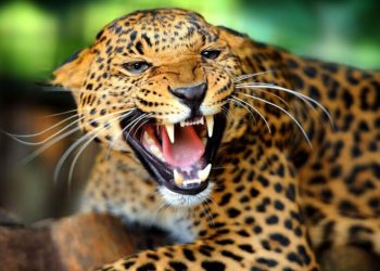 चितुवाको आक्रमणबाट एक जना घाइते