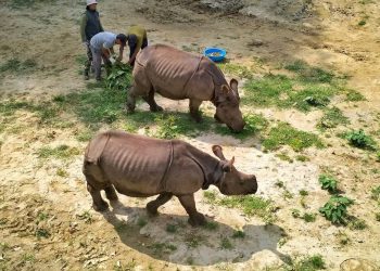 कोशी टप्पु बन्यजन्तु आरक्षमा  दुई वटा गैडा