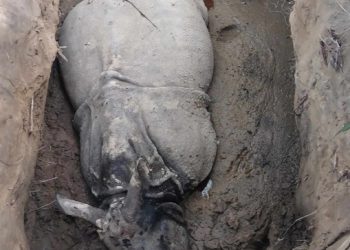 गैँडाको खागसहित तस्कर पक्राउ