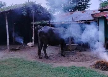 मच्छरबाट बच्न चैपायाको लागि घुर