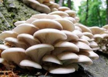 जंगली च्याउ खाँदा एकै घरका पाँचजना बिरामी